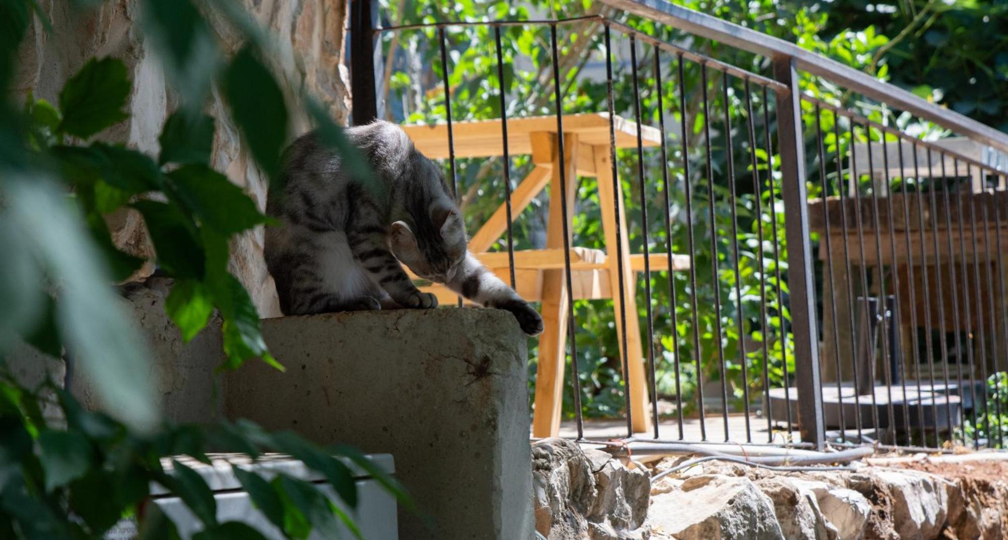 Harmony Inn Safed Zewnętrze zdjęcie